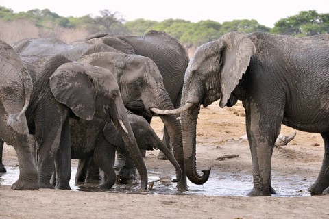 Elephants (Loxodonta africana) drinking at a waterhole, near Somalisa, Hwange National Park,