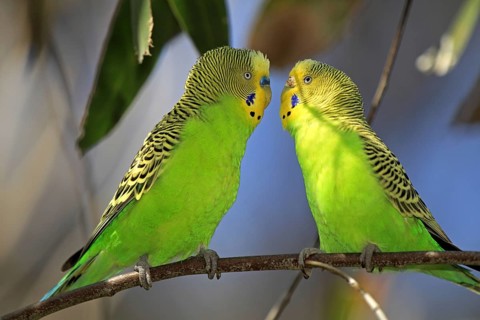 Budgerigars (Melopsittacus undulatus), pair, Alice Springs, Australia, Oceania