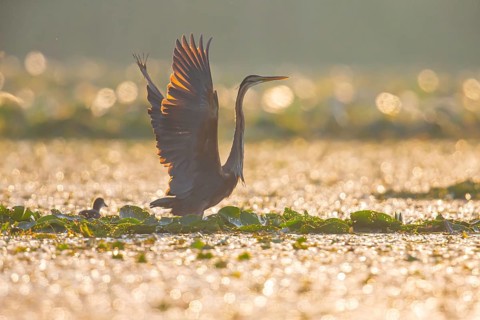 Purple heron (Ardea purpurea), the bird searches for prey in shallow water in the early morning and