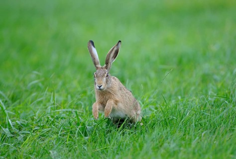 European brown hare, Dingdener Heide nature reserve, North Rhine-Westphalia, Germany, Europe