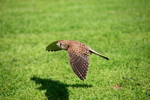 Common Kestrel (Falco tinnunculus), female, Germany, side, Europe