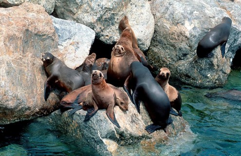 California sea lion (Zalophus californianus)