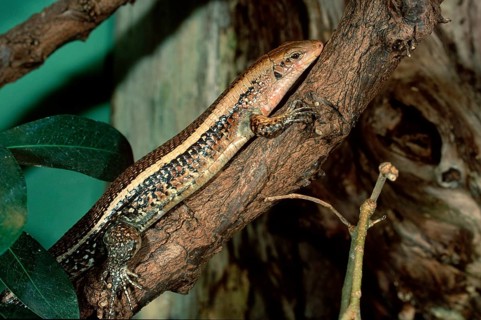 Madagascar Plated Lizard (Zonosaurus laticaudatus)