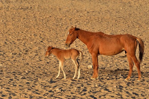 Desert Horses, Namib desert horses or Namibs (Equus ferus), mother and foal, Garub near Aus, Karas
