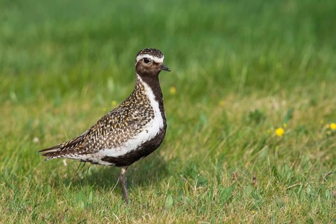 European golden plover (Pluvialis apricaria) sits in meadow, Northern Norway, Norway, Europe