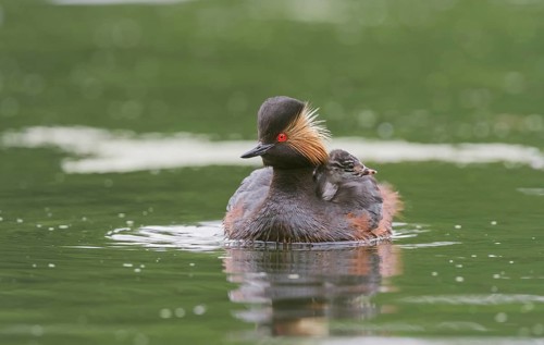 Black-necked Grebe (Podiceps nigricollis) with young bird in plumage on the back, swims in the