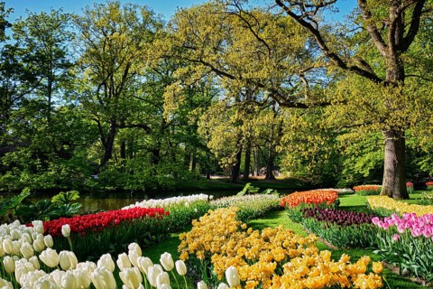 Blooming pink tulips flowerbeds in Keukenhof flower garden, also known as the Garden of Europe, one