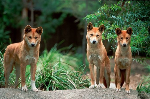 Dingos (Canis familiaris Dingo)