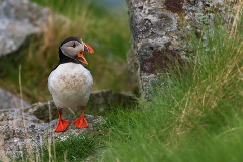 Atlantic Puffin or Common Puffin (Fratercula arctica), Runde, Møre og Romsdal, Norway, Europe