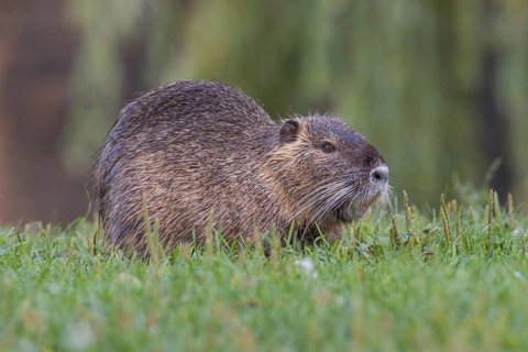 Nutria (Myocastor coypus) sits in a meadow, Lower Austria, Austria, Europe