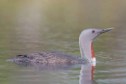 Red-throated diver (Gavia stellata) swims in the water, Dalarna, Sweden, Europe