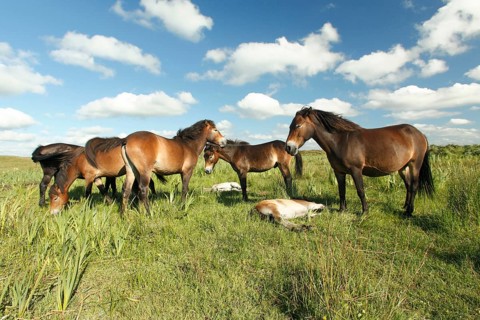 Exmoor ponies, mares with foals