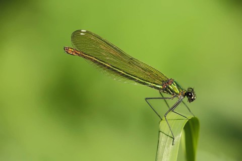 Female banded demoiselle (Calopteryx splendens), Liebenwalde, Brandenburg, Germany, Europe