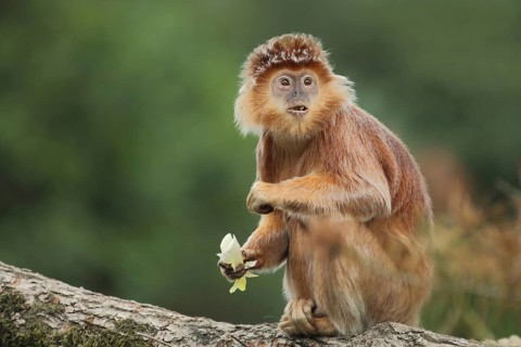 Javan lutung (Trachypithecus auratus), portrait, adult, feeding, food, sitting, gazing, amazement,