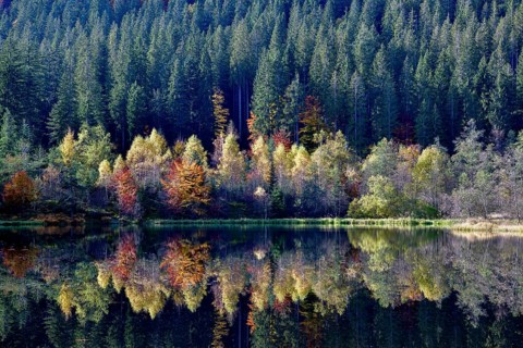 Trees reflected in the Sankenbachsee, Karsee, autumn, near Baiersbronn, Freudenstadt district,