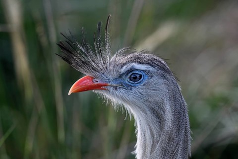 Red-legged seriema (Cariama cristata) at the breeding station of the Conservation Land Trust at the