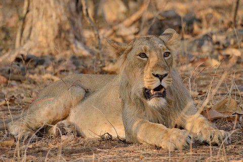 Asiatic Lion (Panthera leo persica), young male, Gir Forest National Park, Gir Sanctuary, Gujarat,