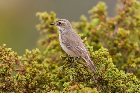 Bluethroat (Luscinia svecica svecica), female, Dovrefjell, Norway, Europe