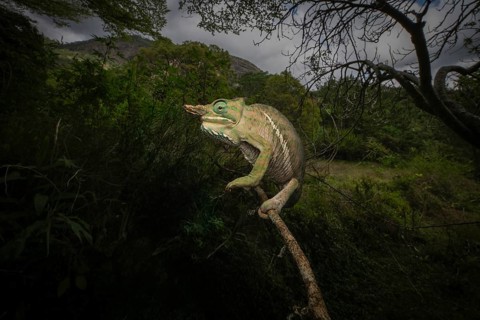 Chameleons (Two-banded chameleon) in the rainforests of Ranomafana National Park