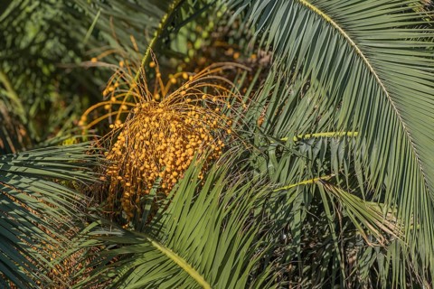Fruits of a palm tree, Apulia, Italy, Europe