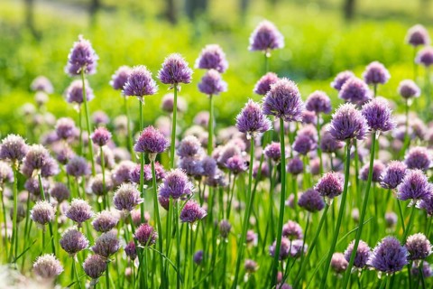 Chives (Allium schoenoprasum) in flower, Germany, Europe