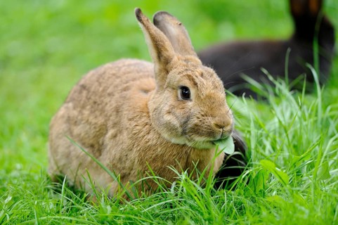 A brown rabbit sits on a green meadow and chews a leaf, domestic rabbit (Oryctolagus cuniculus