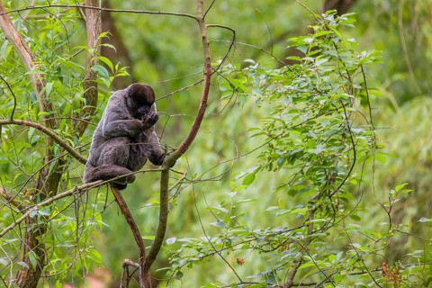 A common woolly monkey, brown woolly monkey, or Humboldt's woolly monkey (Lagothrix lagothricha)