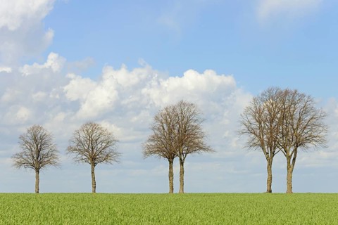 Row of trees, bare lime trees (Tilia) on a green grain field, blue cloudy sky, North