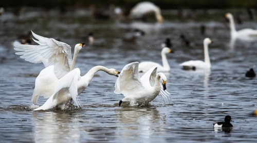 Tundra Swan, Bewick's Swan, Cygnus columbianus at winter in Slimbridge, England, United Kingdom,