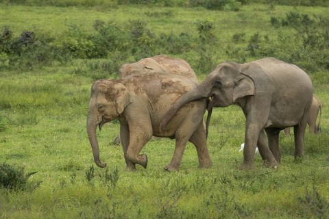 Indian elephants (Elephas maximus indicus) and gaur (Bos gaurus), Khiri Khan, Hua Hin, Kui Buri