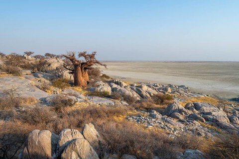 African baobab or baobab tree (Adansonia digitata), between round rocks, at sunrise, Kubu Island