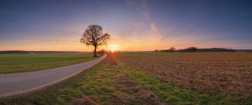 View along a road to a solitary tree in an agricultural environment with blue sky streaked with