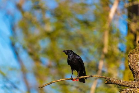 One carrion crow (Corvus corone), sitting high up in a tree in bright sunlight with a blue sky in