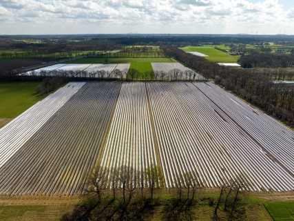 Wesel, North Rhine-Westphalia, Germany, Harvest workers from Eastern Europe harvest the first