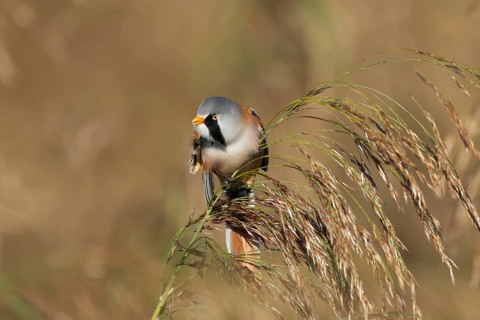 Bearded tit or reedling (Panurus biarmicus) adult male bird preening on a reed seedhead in a