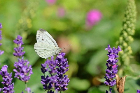 A Cabbage butterfly (Pieris brassicae) sucking nectar on the flower of true lavender (Lavandula
