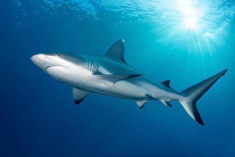 Grey reef shark (Carcharhinus amblyrhynchos), shark backlit by the sun, Great Barrier Reef, Great