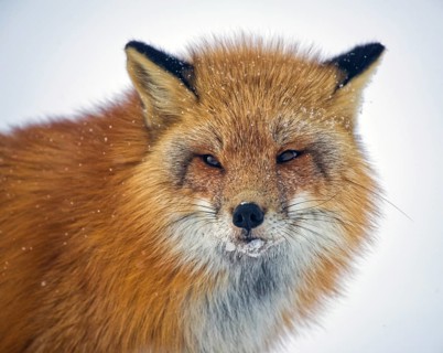 Red fox (Vulpes vulpes), winter, portrait, ice crusts and snowflakes on the face, Yukon Territory,