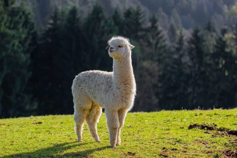 One young white Alpaca (Vicugna pacos) stands on a green meadow . A forest is in the distant