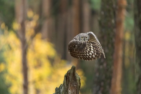 One spotted eagle-owl (Bubo africanus) flying thru a forest. Trees and leaves in the background