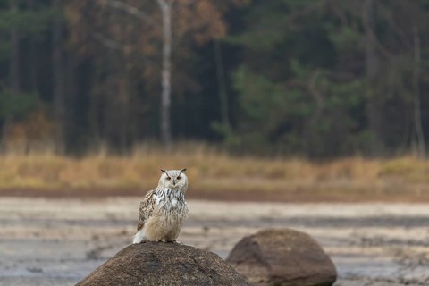 One Siberian Eagle Owl (Bubo bubo sibiricus) sitting on a rock at a dry lakeshore on an autumnal