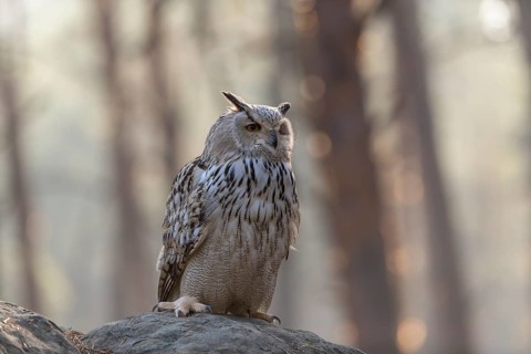 One Siberian Eagle Owl (Bubo bubo sibiricus) sitting on a rock in a forest