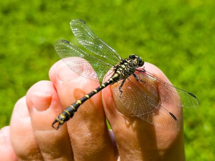 Onychogomphus forcipatus (Onychogomphus forcipatus) sitting on foot toe, Lake Neubeur, Bavaria,