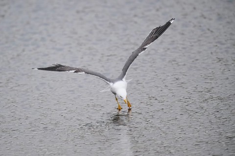 Yellow-legged gull (Larus michahellis) landing in the water, Düne, Helgoland, Schleswig-Holstein,