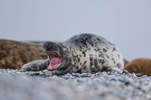 Grey seal (Halichoerus grypus) on the beach, Düne, Helgoland, Schleswig-Holstein, Germany, Europe