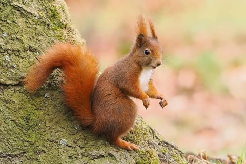 Squirrel (Sciurus vulgaris) sitting attentively on a tree trunk in an autumn forest, Hesse,