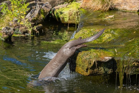 One giant otter or giant river otter (Pteronura brasiliensis) jumping down into the river from a