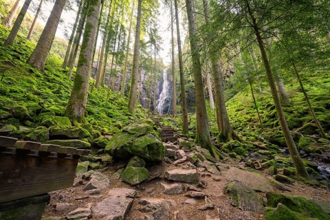 A tranquil forest with a small waterfall in the background, surrounded by moss-covered stones and