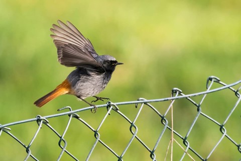 A redstart (Phoenicurus ochruros), male, with wings upstretched on a wire mesh fence against a