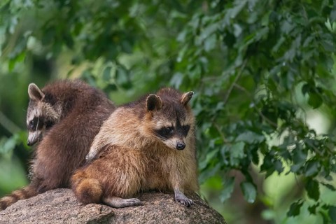 Two adult Raccoons, Procyon lotor, sitting on a rock, grooming themselves. Green vegetation in the